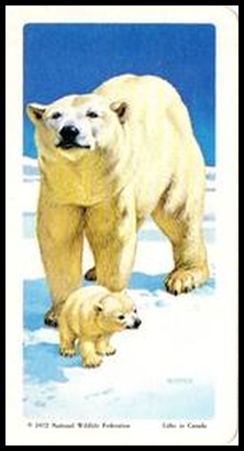 72BBATY 24 Polar Bear